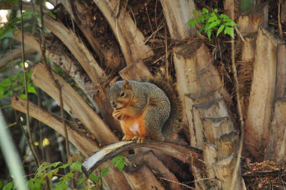 Esquilos, em quase todos os parques do país (Balboa Park, em San Diego, no sul da Califórnia - Estados Unidos)